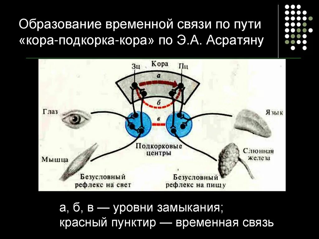 Схема формирования условного рефлекса. Механизм образования временной связи. Схему образования условного рефлекса по Асратяну.