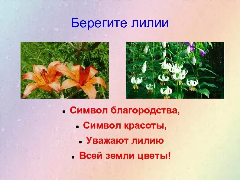 Каково значение растений лилейных в жизни человека. Цветок лилии символ. Описание лилии цветка. Лилии значение цветка. Лилия символ чистоты.