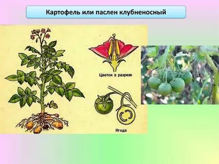 Паслен клубненосный картофель