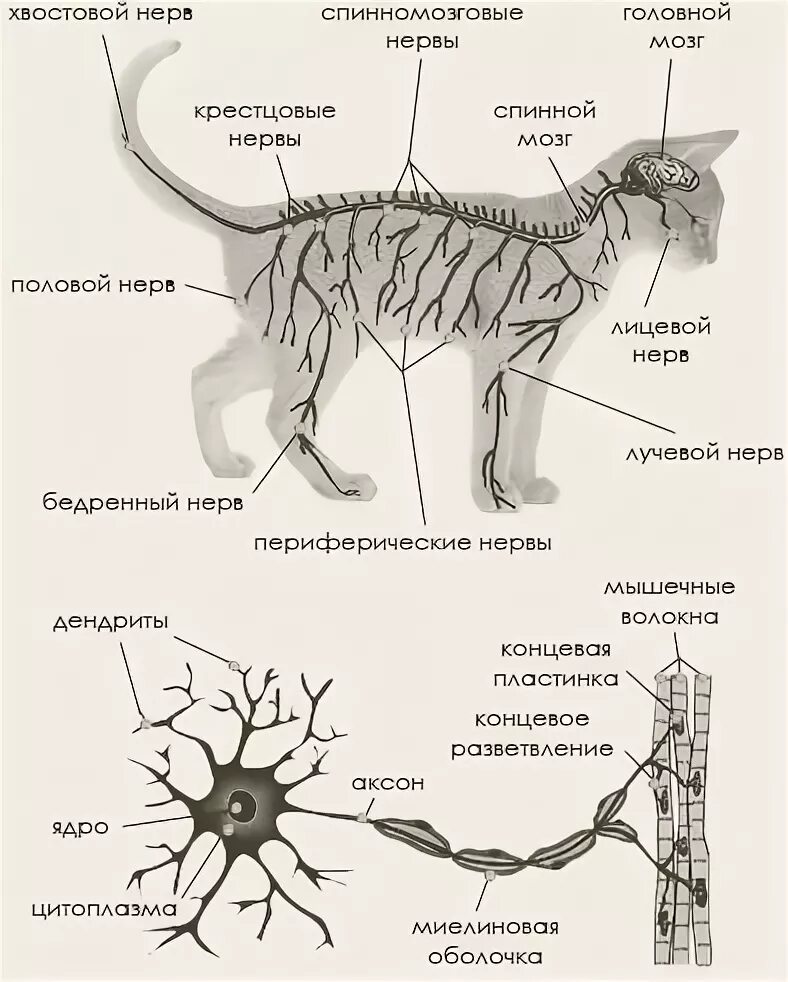 Нервная система кота анатомия. Спинной мозг кошки анатомия. Строение нервной системы кошки. Периферическая нервная система кошки анатомия. Увеличенные лимфоузлы у кота