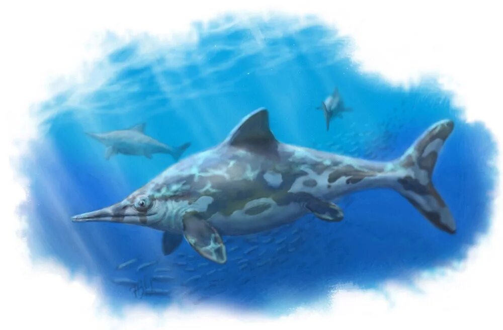 Акула ихтиозавр. Leninia Stellans Ихтиозавр. Ихтиозавр и Дельфин. Ихтиозавры триаса. Конвергенция акула Ихтиозавр Дельфин.