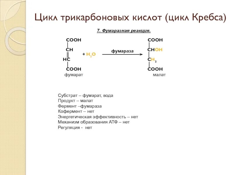 Цикл кребса сколько атф. Фумарат цикл Кребса. Цикл Кребса АТФ. Цикл трикарбоновых кислот. Цикл трикарбоновых кислот цикл Кребса.