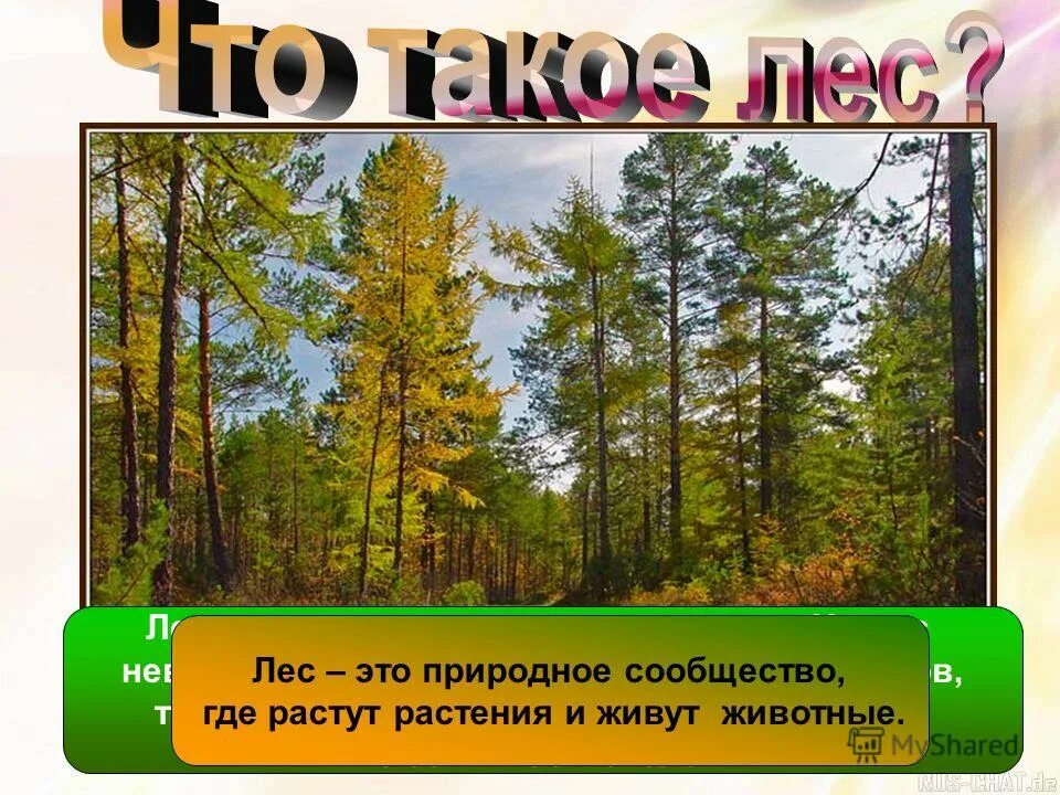 Почему лес называют сообществом 2 класс рассказ. Природное сообщество лес. Является ли лес природным сообществом. Почему лес называется природным сообществом. Природные сообщества Беларуси лес.