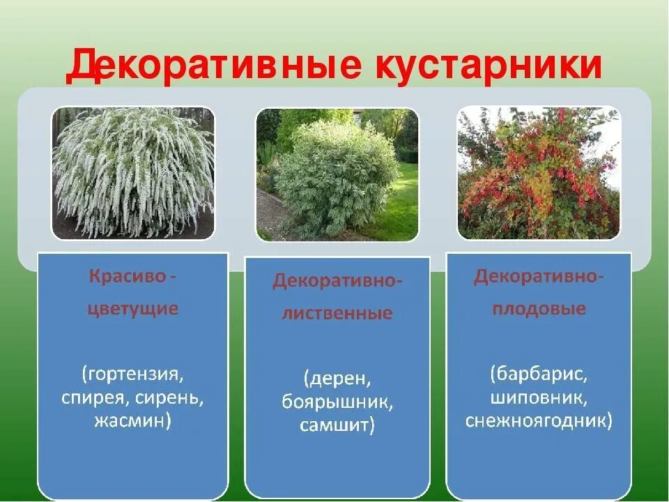 Кустарники названия. Кустарничеки названия. Типы кустарников. Разнообразие кустарников. Сообщение на тему декоративные растения