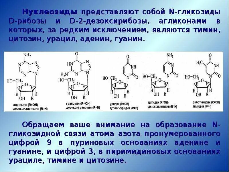 Образования нуклеозида из гуанина. Образование нуклеозида из Тимина. Нуклеозид аденина. Строение нуклеозидов и нуклеотидов. Нуклеотид представляет собой