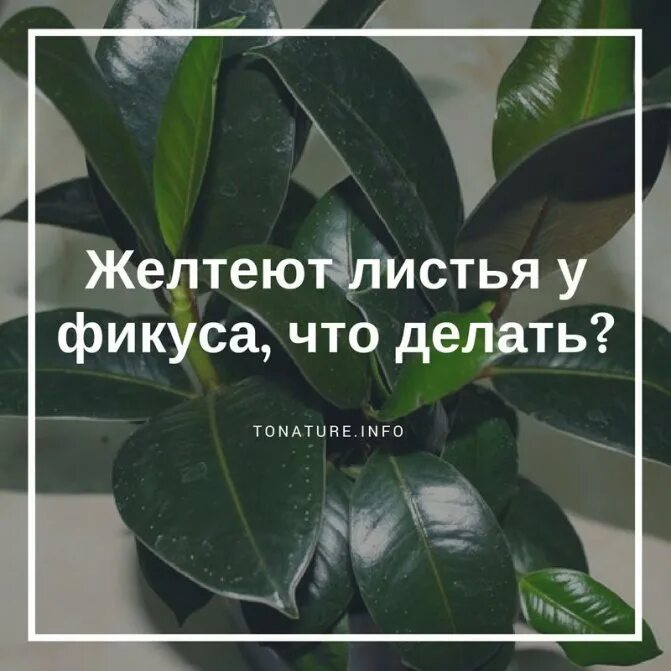 Удобрения для фикуса каучуконосного. Удобрение для фикуса Бенджамина сбрасывает листья. Удобрения для фикуса каучуконосного в домашних условиях. Фикус подкормка для роста.