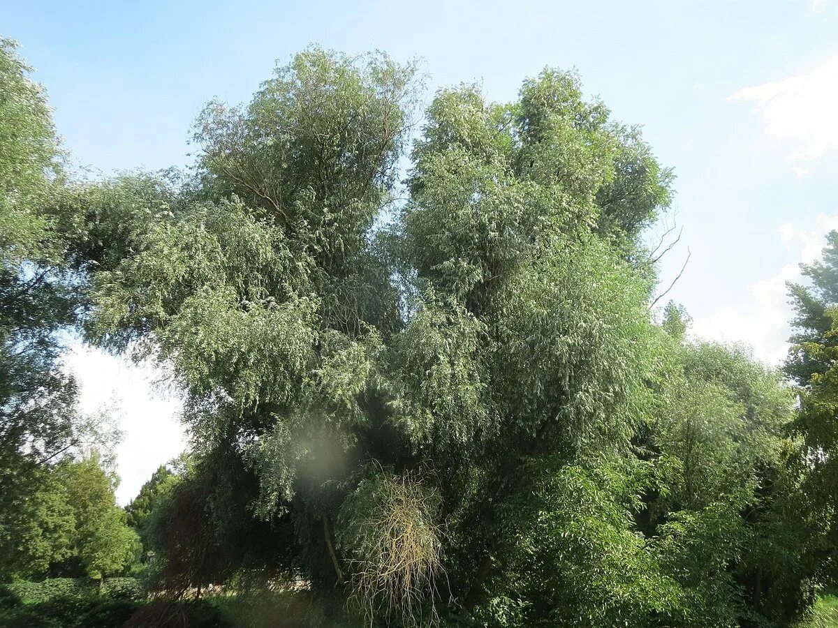 Ива серебристая или белая (salix alba). Ива белая ветла. Бела ивах. Salix alba. Ива "белая серебристая" salix alba var.