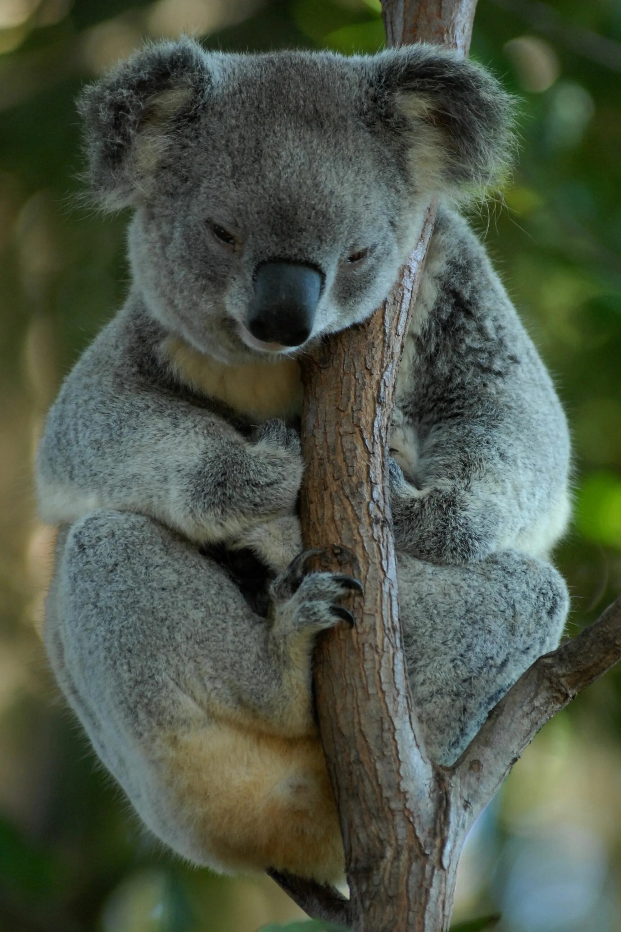 Коала сумчатое. Сумчатые млекопитающие коала. Мишка коала. Сумчатые животные Австралии коала.