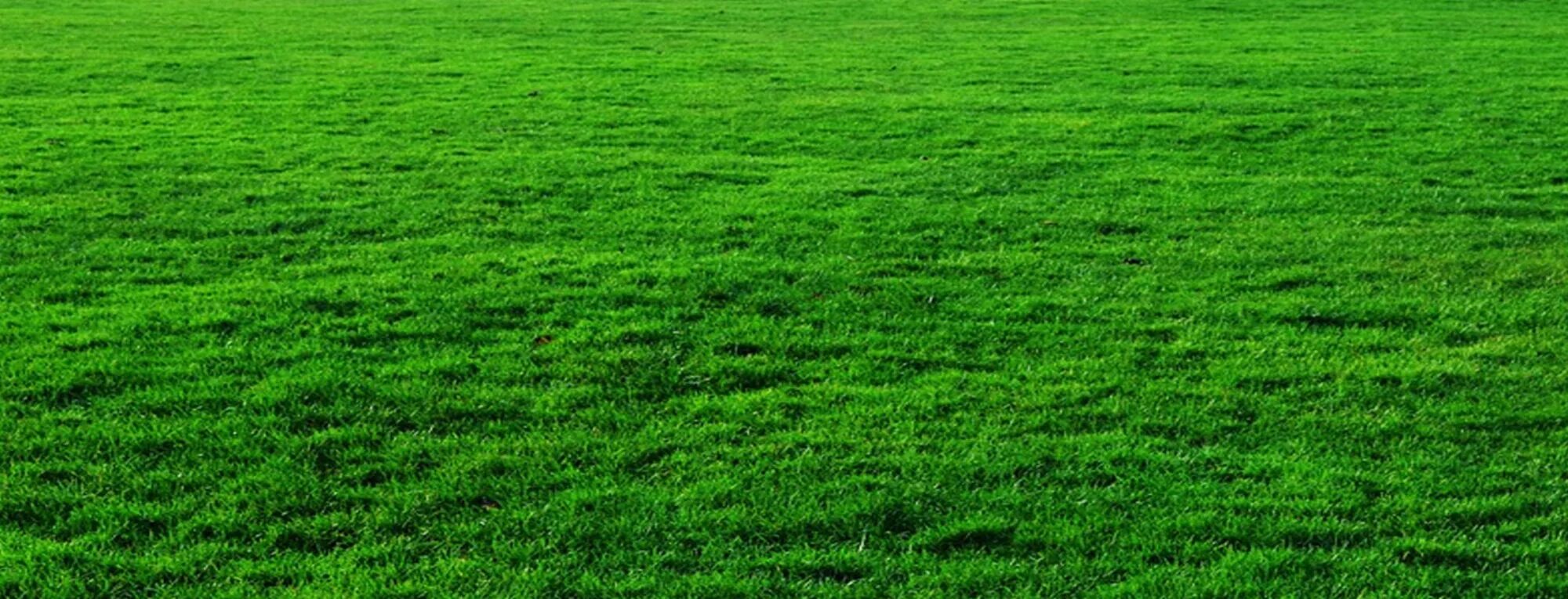 Grass поинты