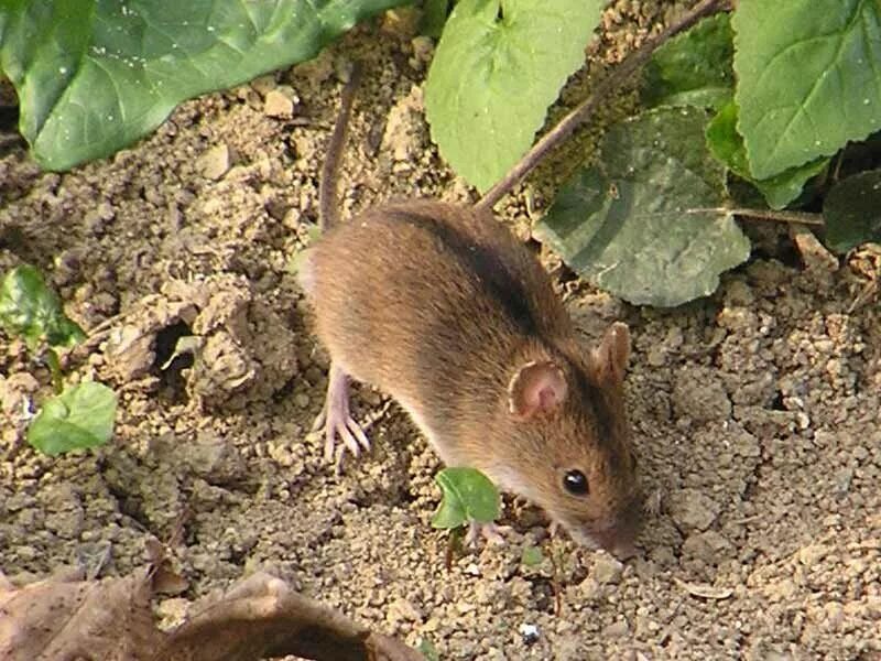 Полевая мышь Apodemus agrarius. Полевка и землеройка. Мышь полевка и мышь землеройка. Степная мышовка.