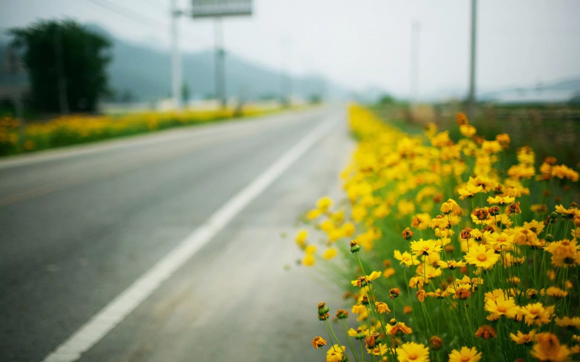 Растет возле дороги. Цветы на обочине дороги. Цветы вдоль дороги. Желтые цветы вдоль дороги. Поле с желтыми цветами.