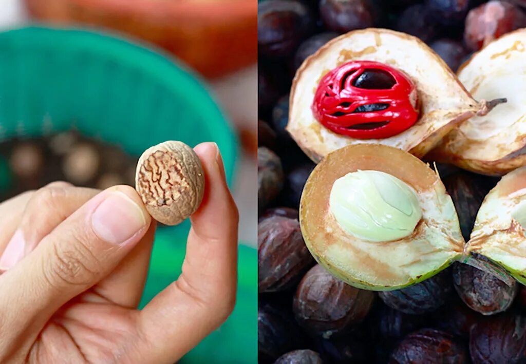 Что внутри ореха. Мускатный орех Nutmeg 113. Экзотические орехи. Мускатный орех внутри. Мускатное дерево.