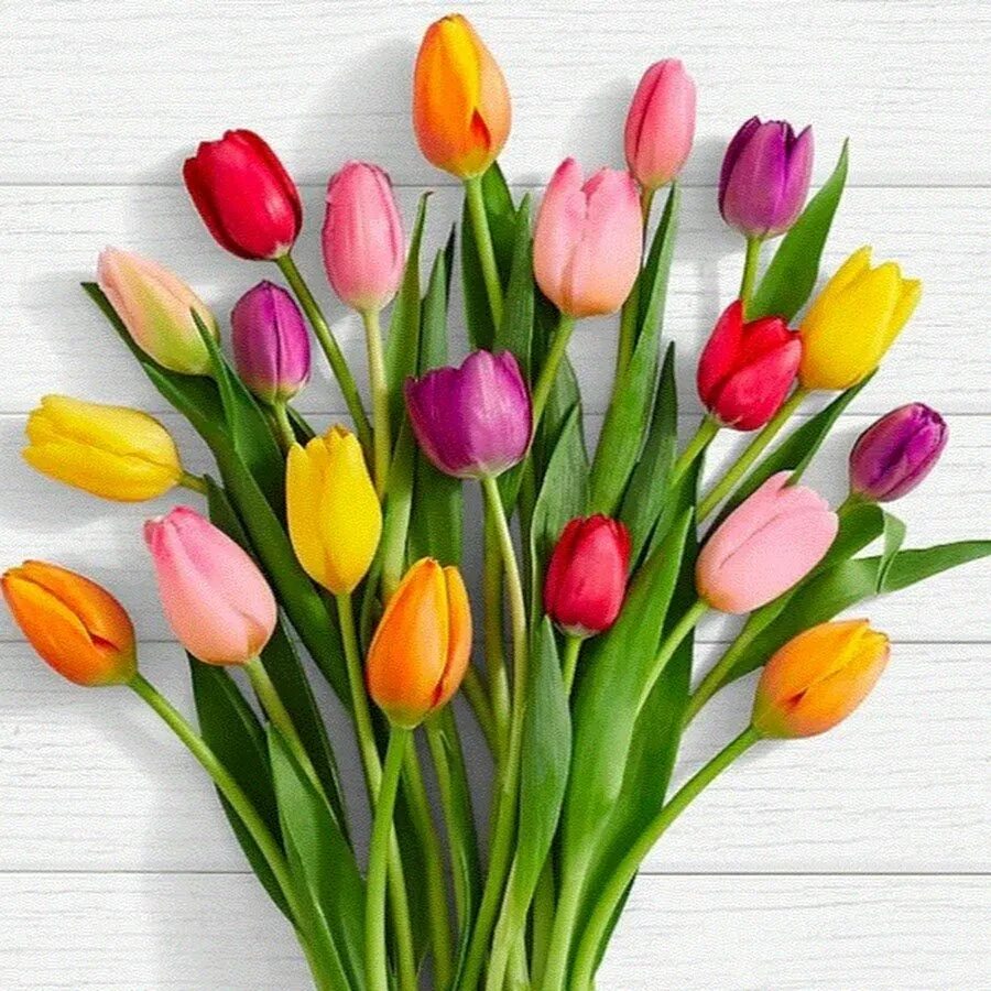 Букет из тюльпанов разного цвета. Тюльпан многоцветковый. Тюльпаны разноцветные. Букет разноцветных тюльпанов. Яркие тюльпаны.