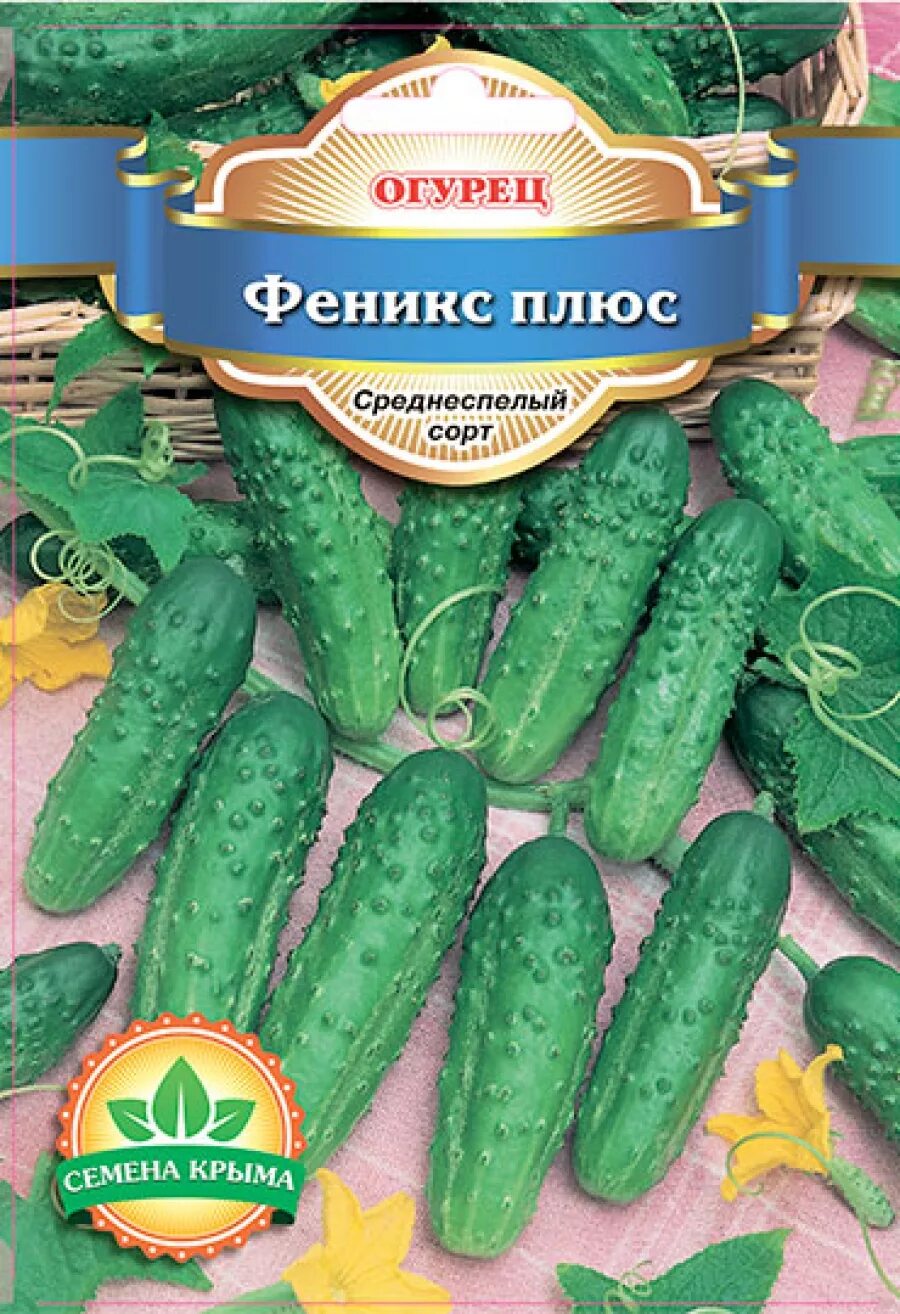 Сорт огурцов феникс плюс. Огурец сорт феникс плюс. Огурцы сорт феникс 640. Огурец феникс плюс описание отзывы. Огурец феникс семена.