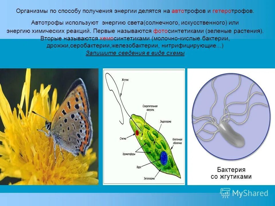 Энергию солнца используют автотрофы. Типы питания организмов автотрофы. Фототрофы гетеротрофы автотрофы. Пфтотрофные опгантщсы. Какую энергию используют автотрофы.