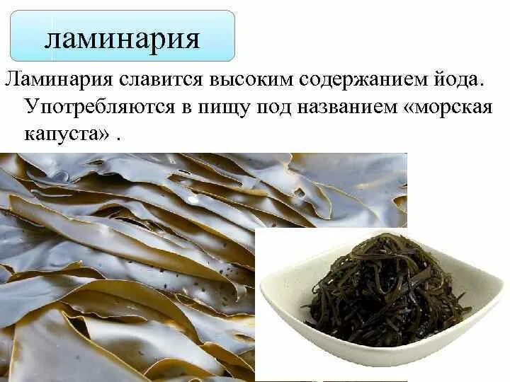 Морская капуста ламинария содержит йод. Ламинария морская капуста био. Морская капуста йод. Ламинария сырье.