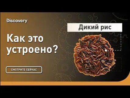 Discovery как устроен