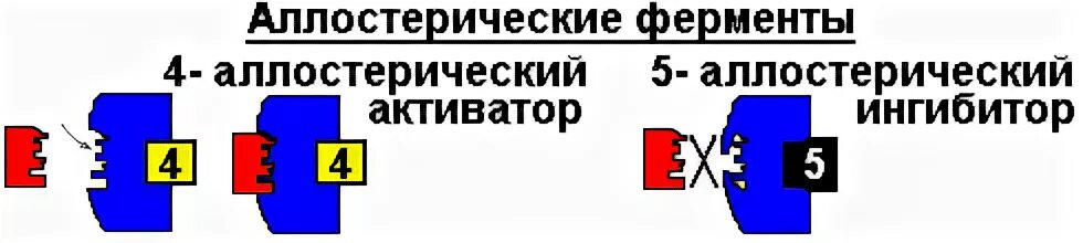 Аллостерический центр фермента. Аллостерические ингибиторы. Структура фермента активный и аллостерический центр. Аллостерический центр строение. Аллостерический активатор