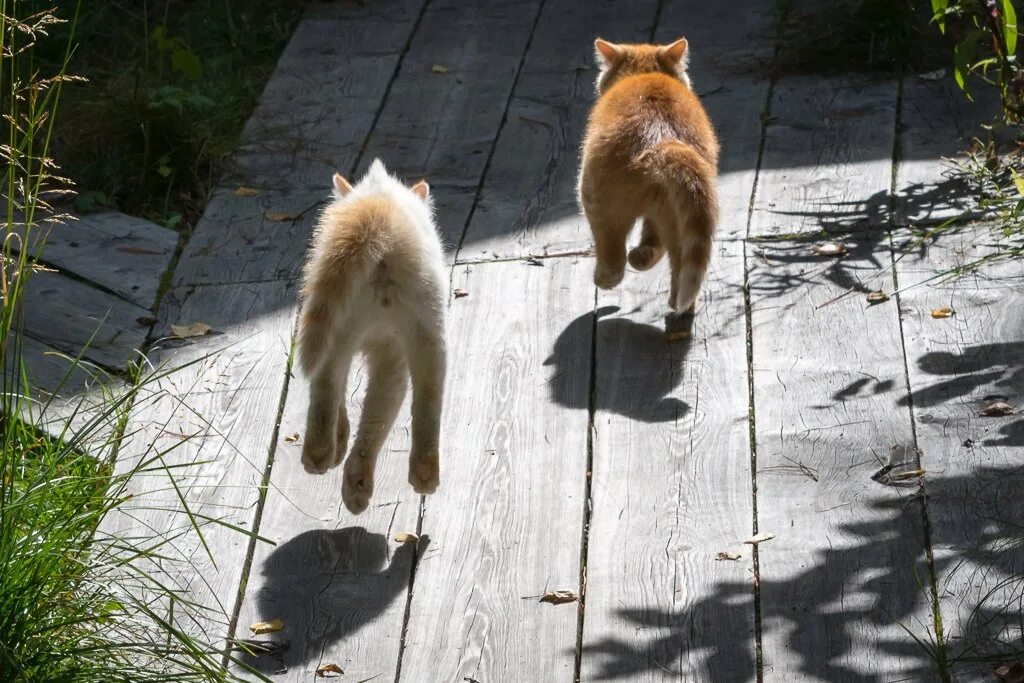 Котики бегут друг за другом. Кот бегает. Два кота бегут друг за другом.