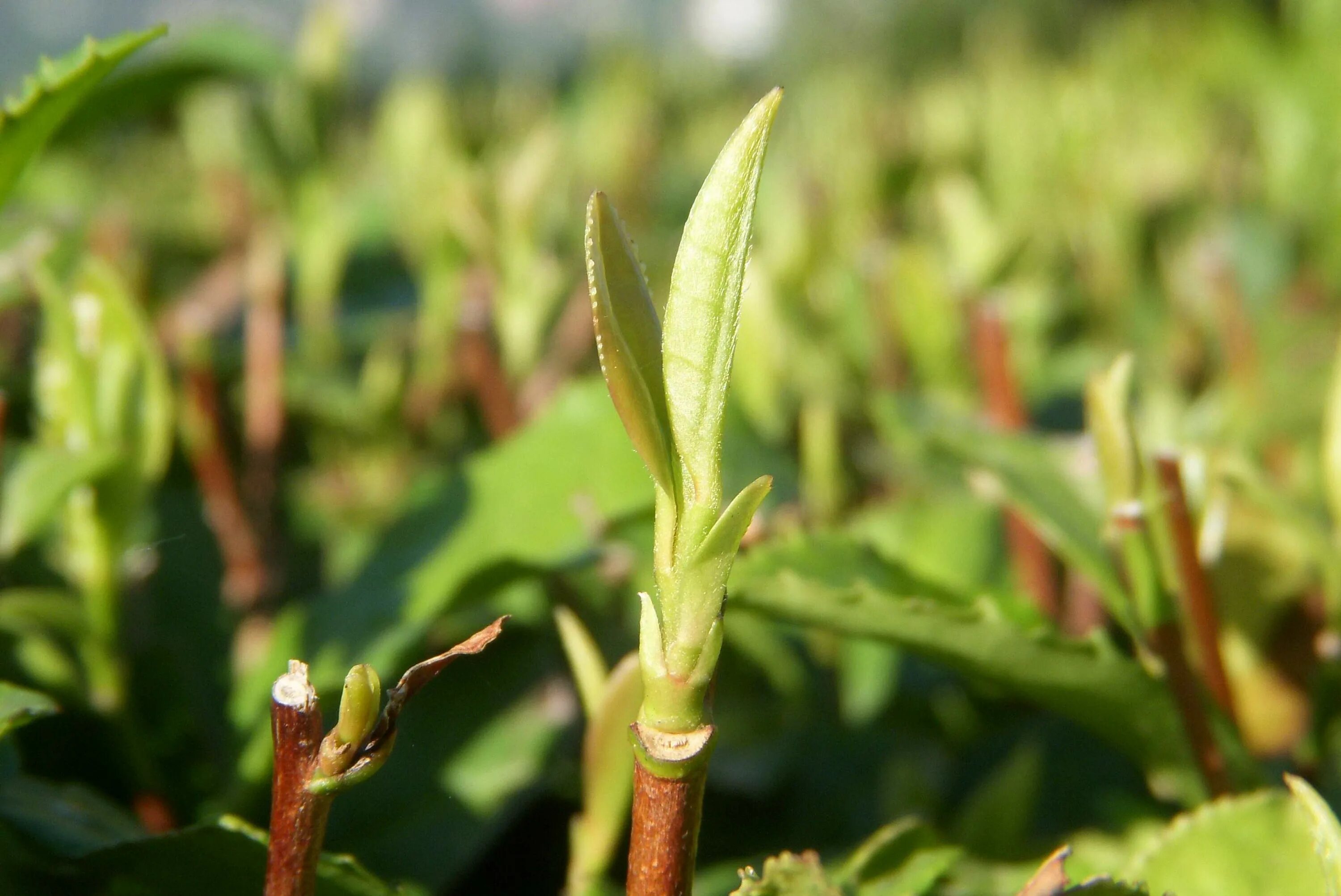 Разновидности побегов. Лабораторная работа строение и расположение почек на стебле. Молодые побеги растений. Название побегов растений. Разные побеги.
