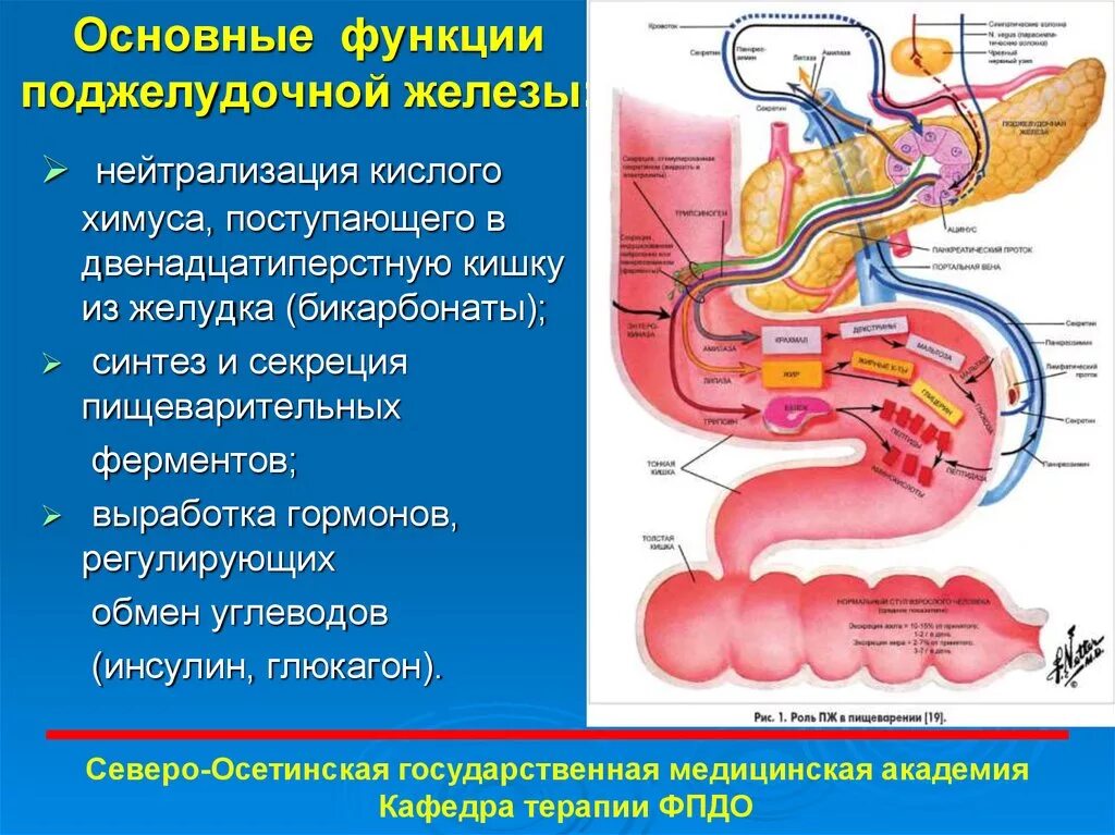 Ферменты 12 перстной. Функции поджелудочной железы в организме человека. Функции выполняет поджелудочная железа человека. Поджелудочная железа анатомия функции. Поджелудочная железа строение и функции.