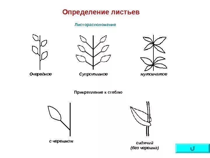 Схемы разных листьев. Схемы разных листьев