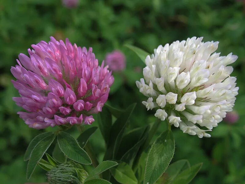 Клевер покрытосеменной. Красный Клевер Trifolium pratense. Клевер Луговой Клевер красный. Клевер Луговой гибридный ползучий. Растения Луга Клевер Луговой.