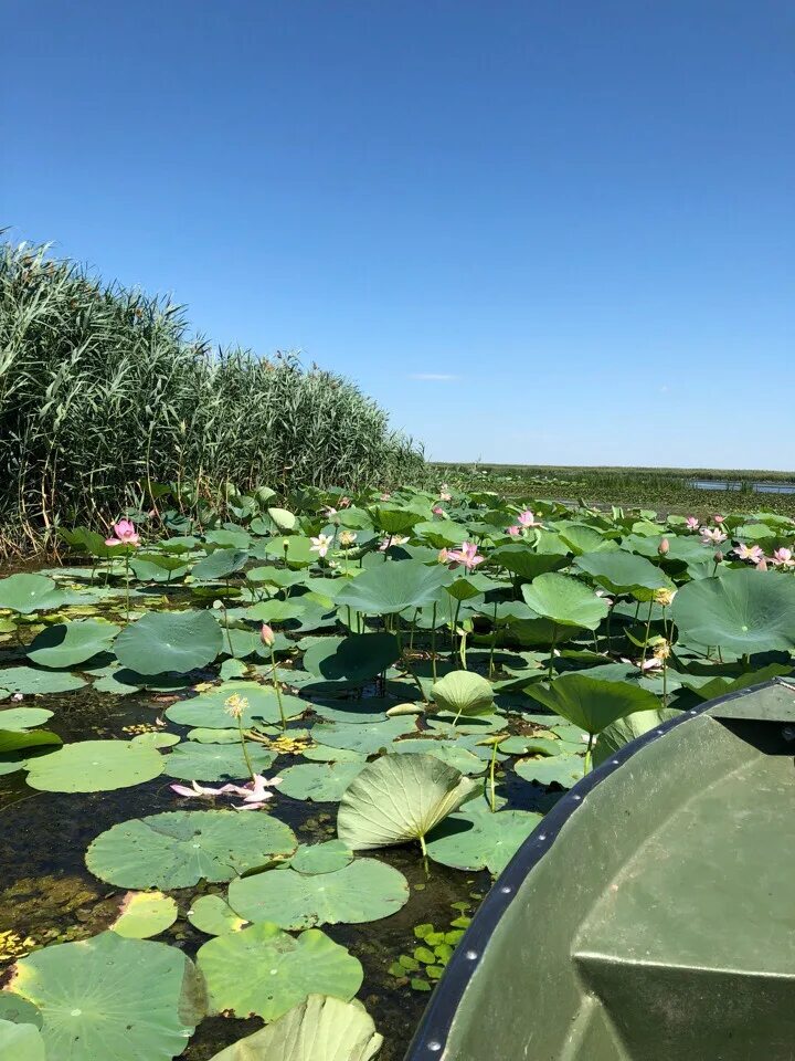 Тишково астраханская область. Тишково астрахань. Погода рп тишково. Астрахань село тишково. Село тишково астраханской области володарский район.