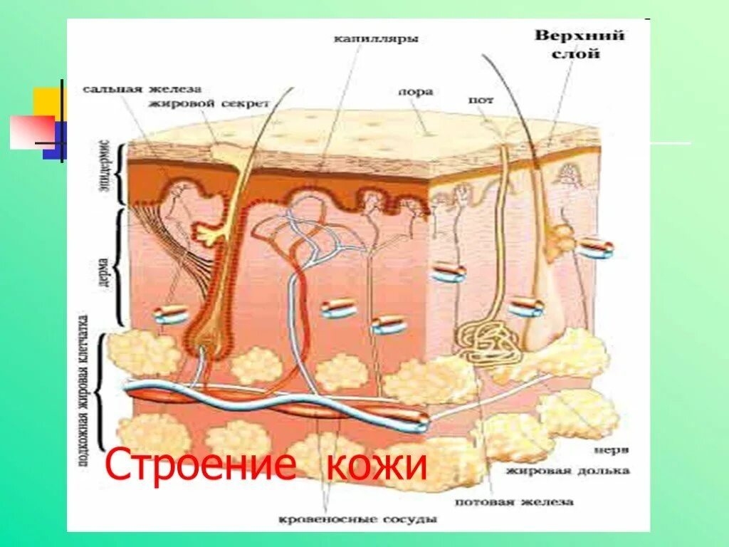 Рассмотрите изображение и определите какая структура кожи. Строение кожи. Кожа человека. Слои кожи. Кожа иллюстрация анатомия.