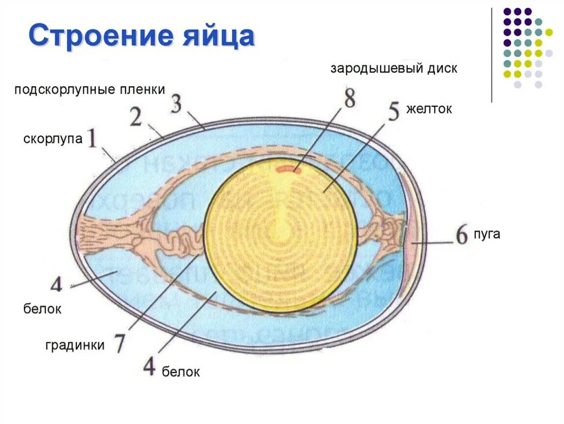 Функции оболочек яйца. Схема строения яйца курицы. Строение яйцеклетки куриного яйца. Схема строения яйца птицы. Схема внутреннего строения яйца.