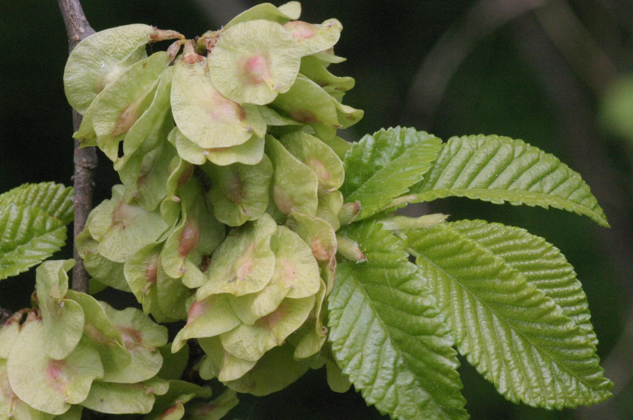 Карагач 3. Вяз граболистный (Ulmus suberosa). Вяз малый (Ulmus Minor). Вяз гладкий (Ulmus laevis). Вяз Ильм карагач.