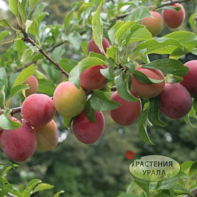 Уральские зори слива отзывы. Слива уссурийская уральские зори. Слива жемчужина урала. Алыча уральская. Малиновая слива.