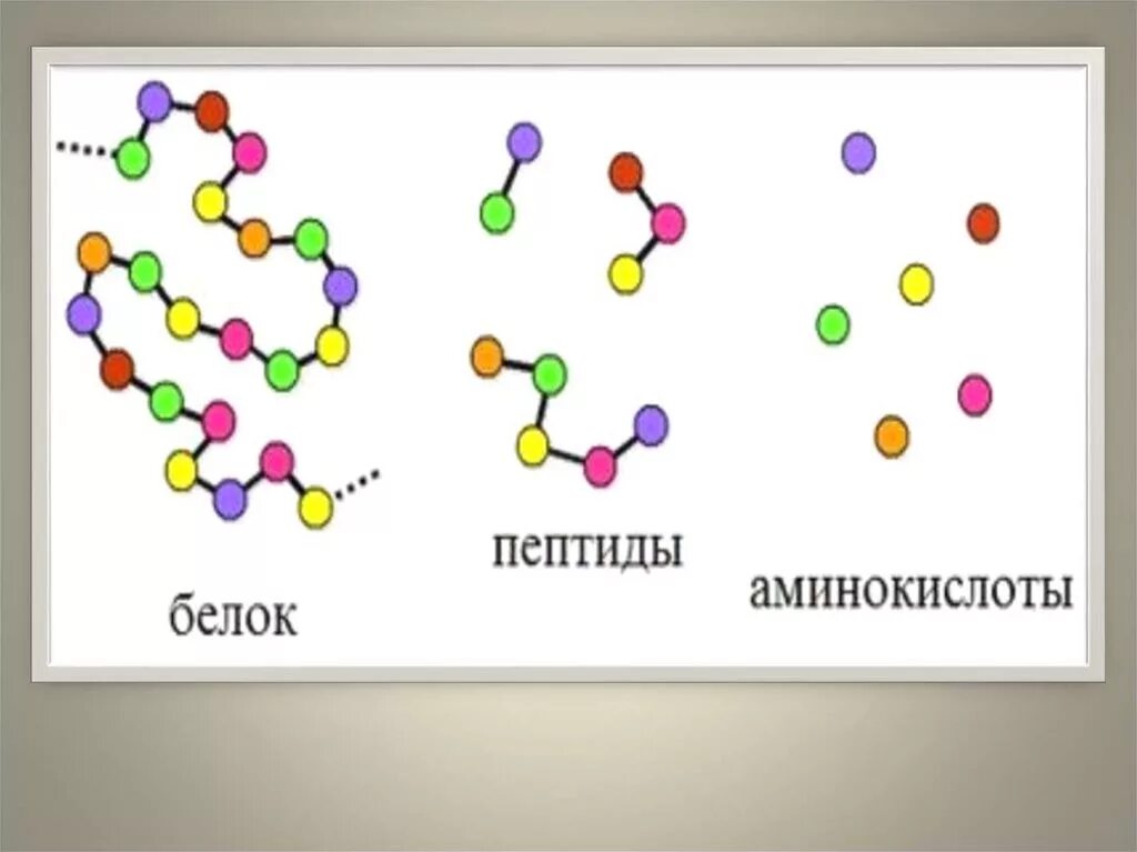 Структуры белков биополимеров. Аминокислоты пептиды белки. Белок аминокислоты схема. Строение биополимеров. Расщепляет биополимеры до мономеров