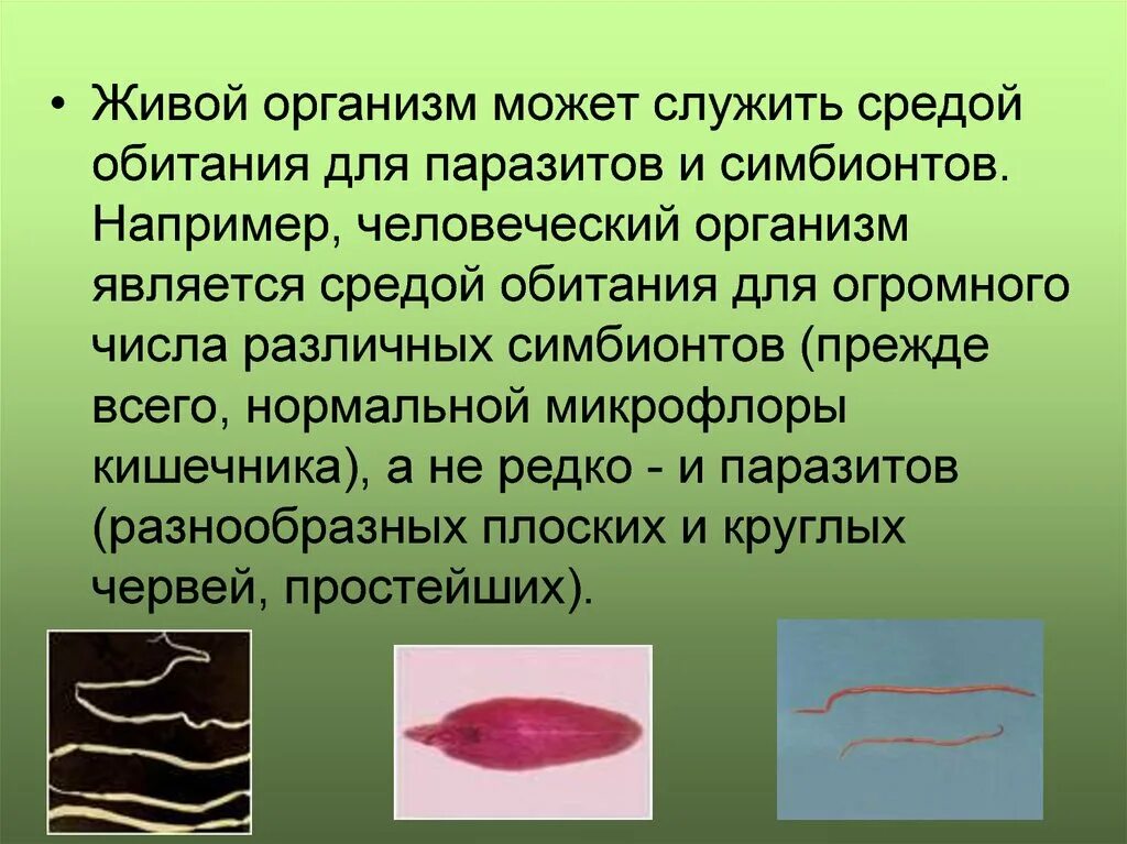 Доклад о живом организме. Организменная среда обитания паразиты. Организмы организменной среды обитания. Организмы обитающие в организменной среде. Организменная среда среда обитания.