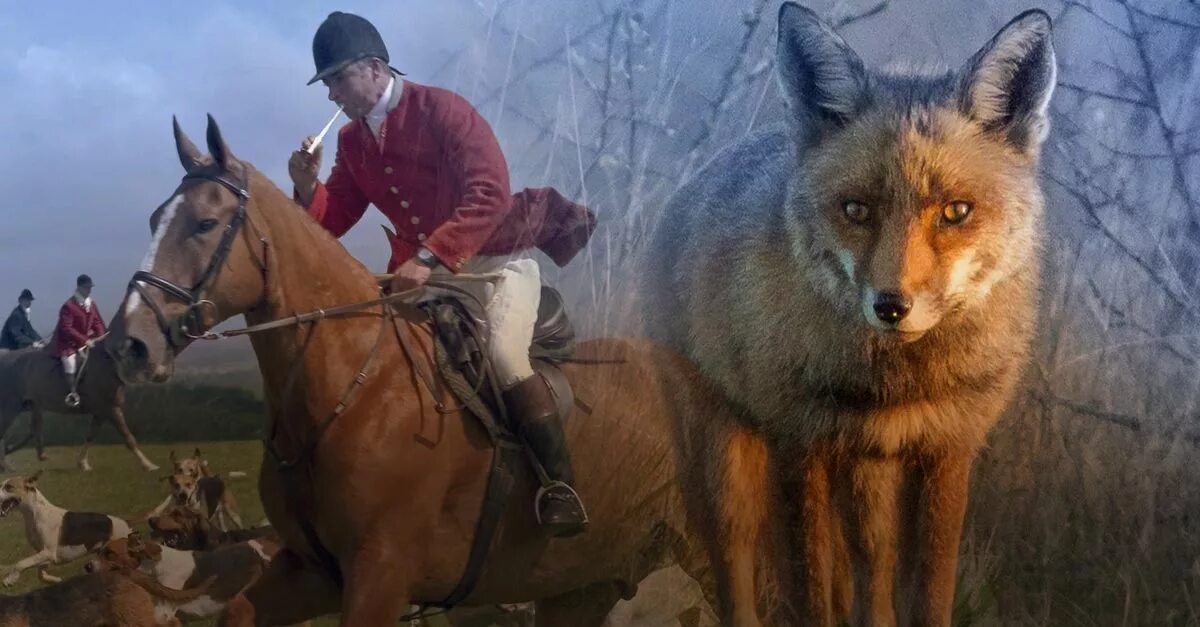 Фокс Хантинг. Охота на Лис в Британии. Fox hunt