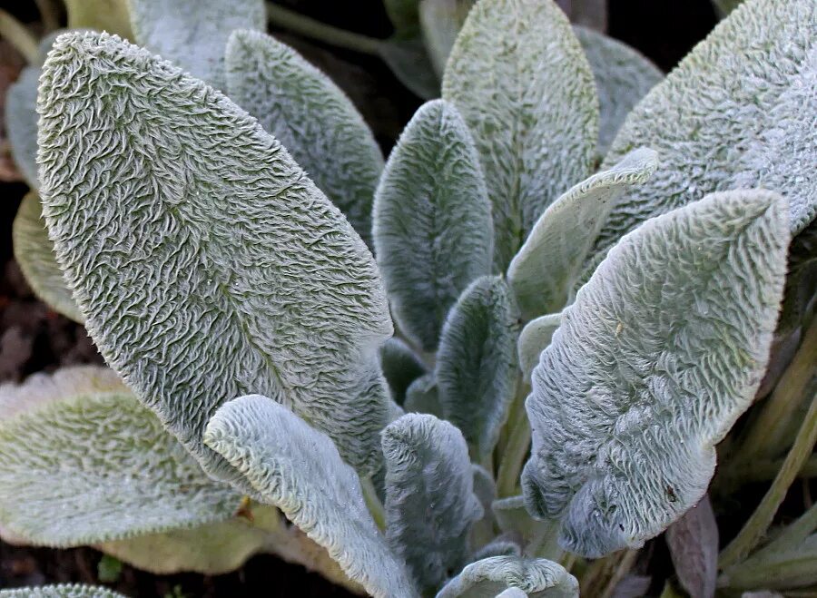 Стахис шерстистый чистец византийский. Стахис шерстистый сильвер карпет. Опушенный. Стахис сильвер карпет. Стахис шерстистый (чистец) "stachys lanata".