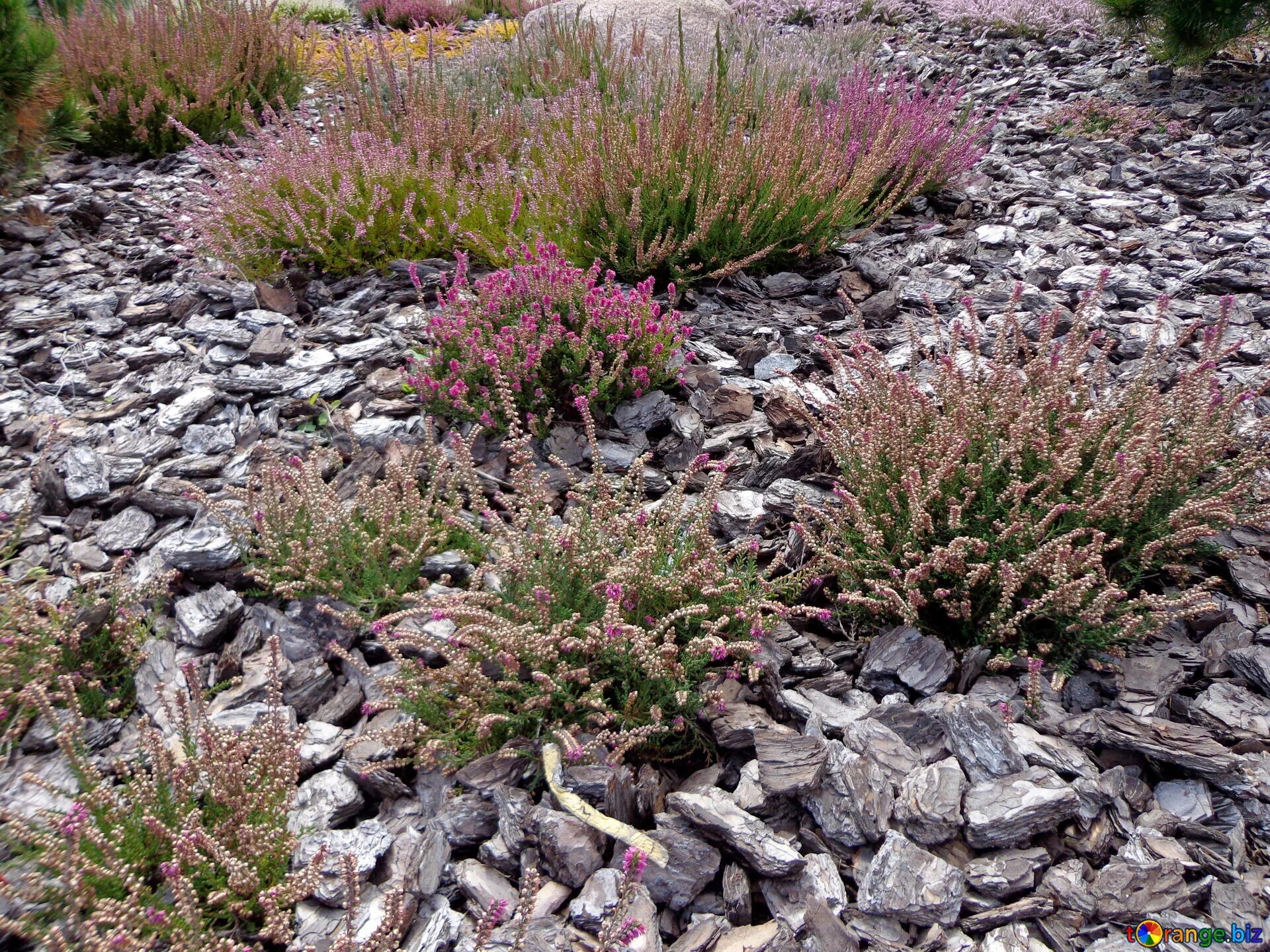 Heather Heather gardens, Garden shrubs, Summer flowers garden