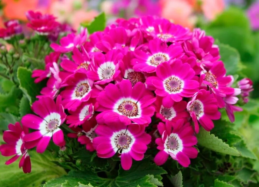 цинерария условия выращивания. цинерария гибридная горшечная. цинерария цветущая. цинерария крестовник. цинерария крестовник.