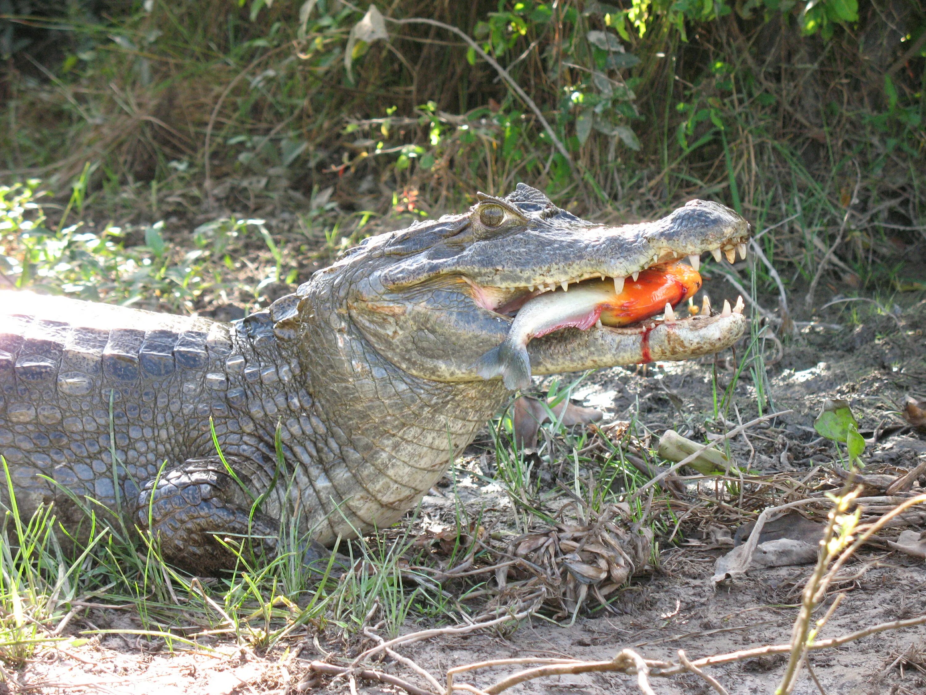 Очковый Кайман. Caiman crocodilus. Кайман взрослый.