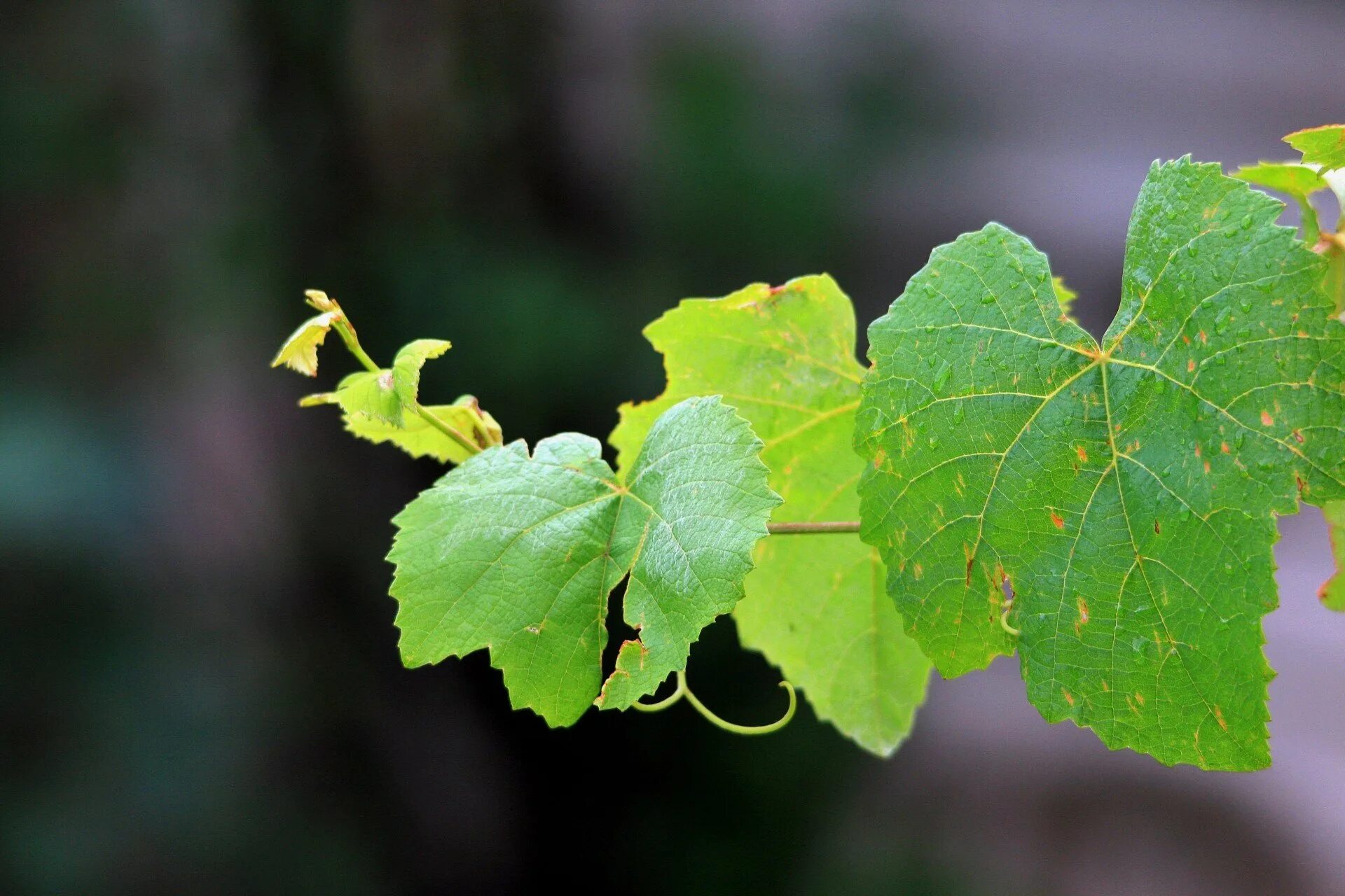 Листья виноградной лозы. Лист винограда. Листочек винограда. Виноградная листва. Виноградный листок.