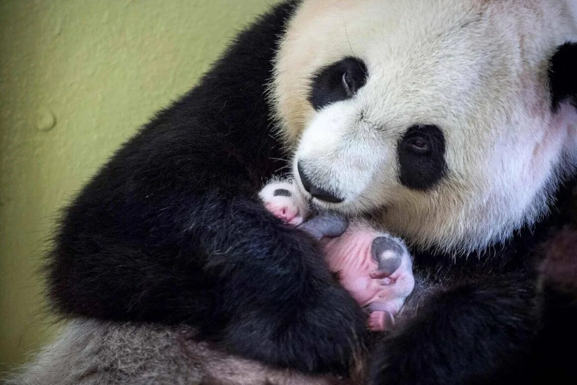 Родившийся детеныш панды. Большая Панда новорожденный. Детёныш панды новорожденный. Детёныши панды Новорожденные. Панды с малышом.