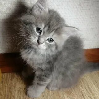 Котята в липецке