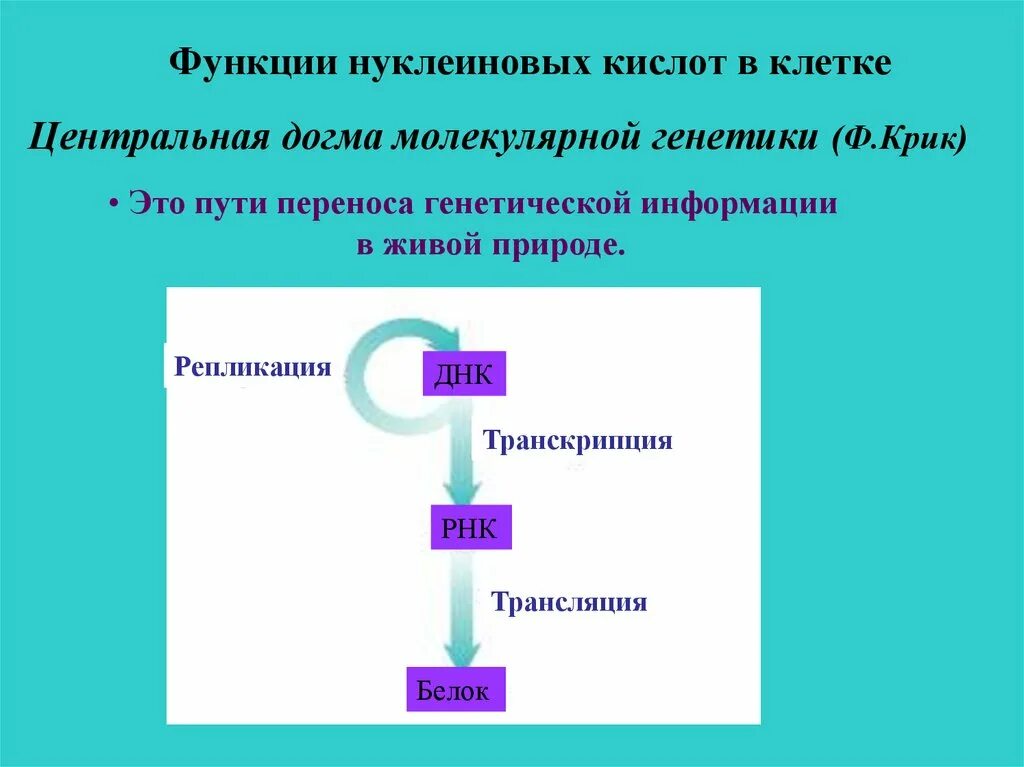 Нуклеиновые кислоты рнк функции. Нуклеиновые кислоты функции РНК. Центральная Догма молекулярной генетики. Функции нуклеиновых кислот в клеткк.