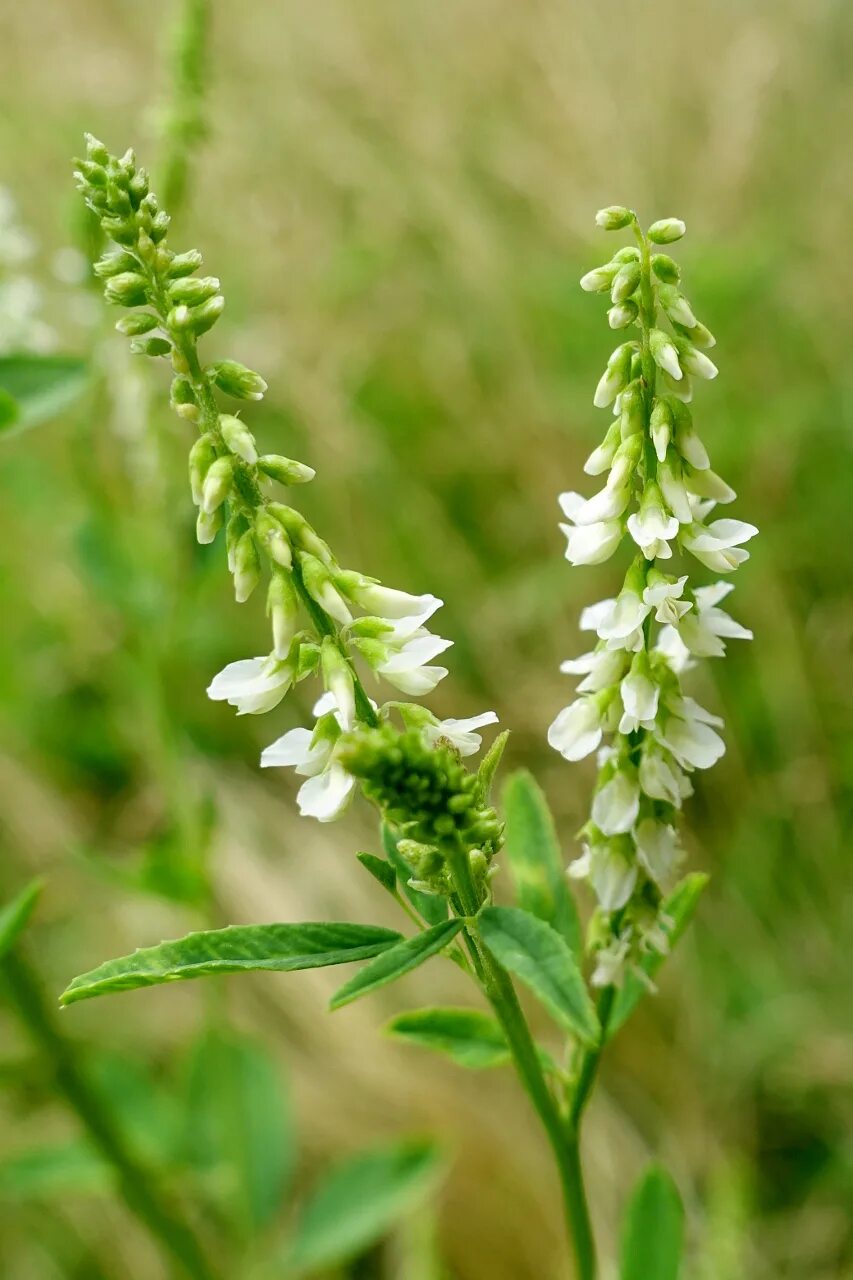 донник степной. донник луговой белый. донник лекарственный белый. донник - melilotus. донник белый.