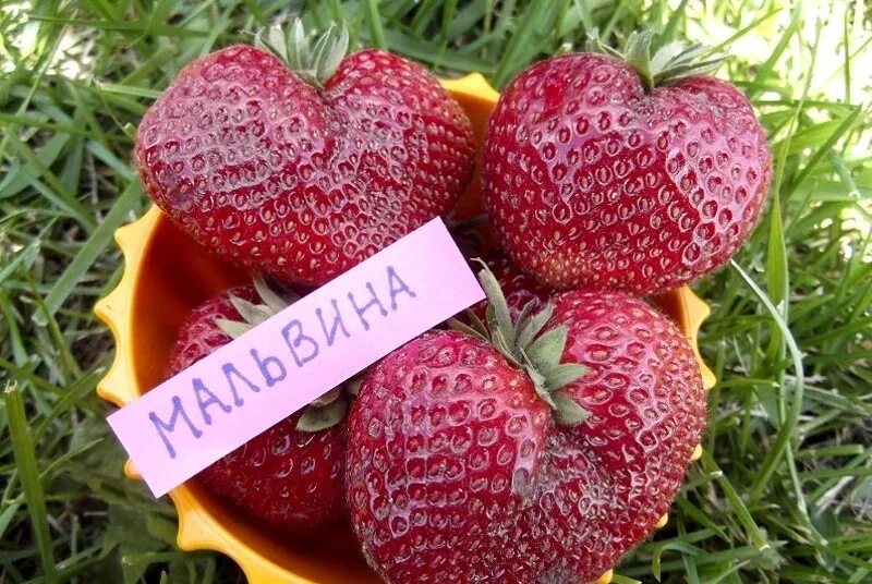 Купить рассаду клубники Мальвина за 340 руб. в интернет магазине Клубничная поля