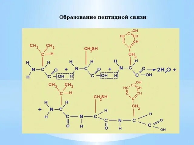 Образование первой пептидной связи. Образование пептидной связи. Схема образования пептидной связи. Структура пептидной связи. Строение пептидной связи.