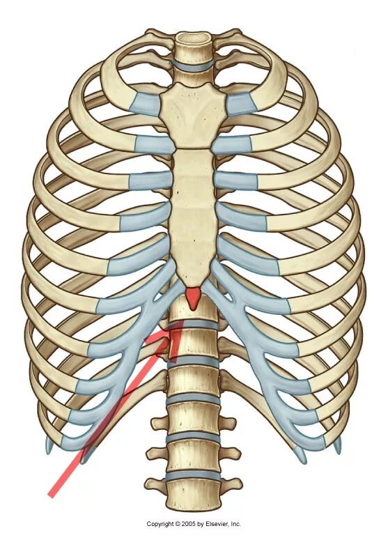 Анатомия грудной клетки: Грудина. Рукоятка грудины мечевидный отросток. Angulus Sterni. Синхондроз мечевидного.