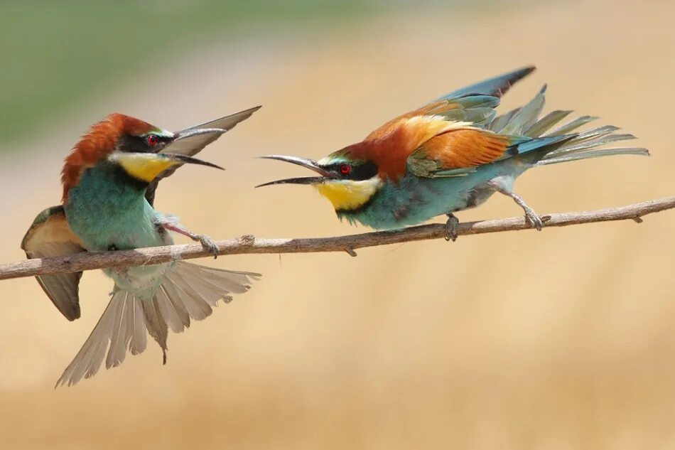 Birds 1 часть. Птицы ругаются. Две птицы ругаются. Птицы сражаются. Птицы дерутся.