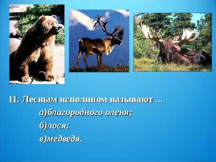 Какое животное является лесным исполином