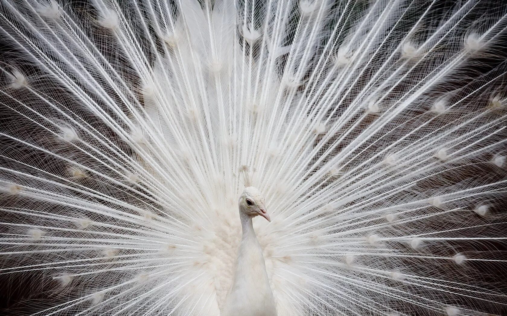 При низких температурах воздуха птицы распушают перья. Павлин яванский альбинос. Белый Павлин. Птица Павлин белый. Белый Павлин распускает хвост.
